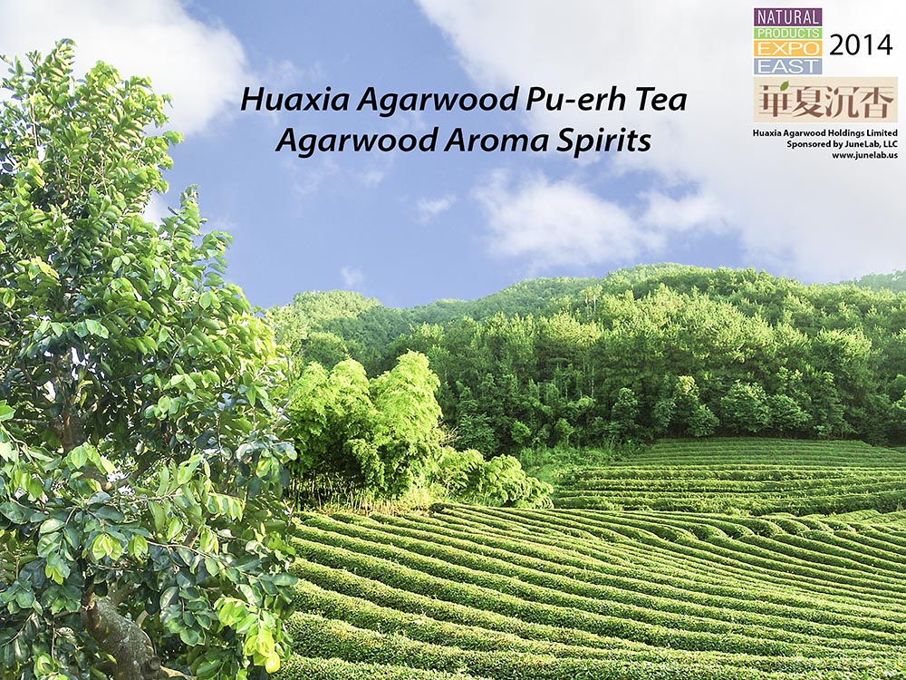 Agarwood and tea field